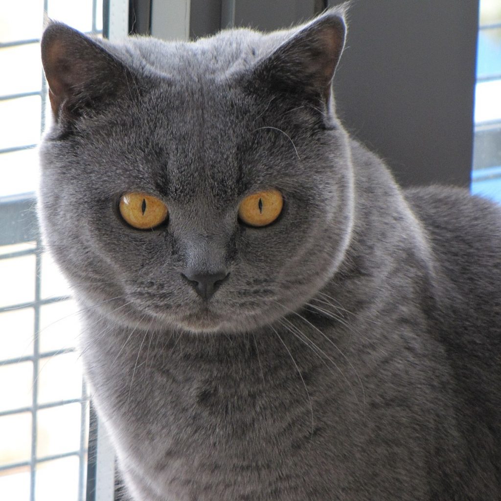 Kucing british shorthair (Foto: Wikipedia)