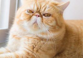 Kucing exotic shorthair (Foto: Purina)