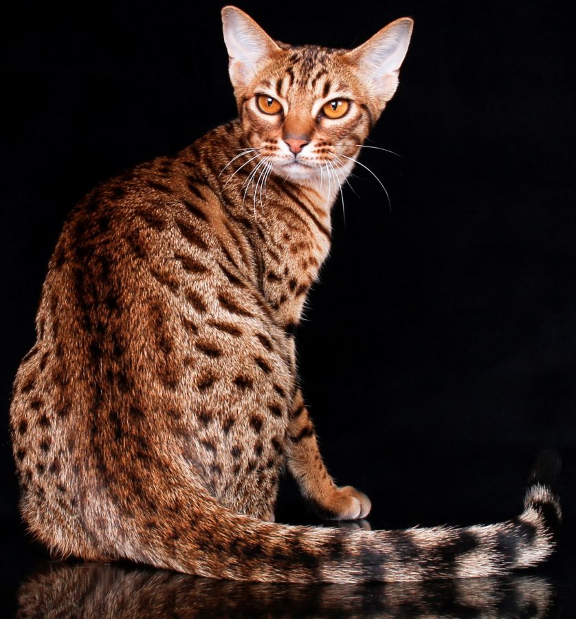 Kucing ocicat (Foto: Ocicats of Scandinavia)