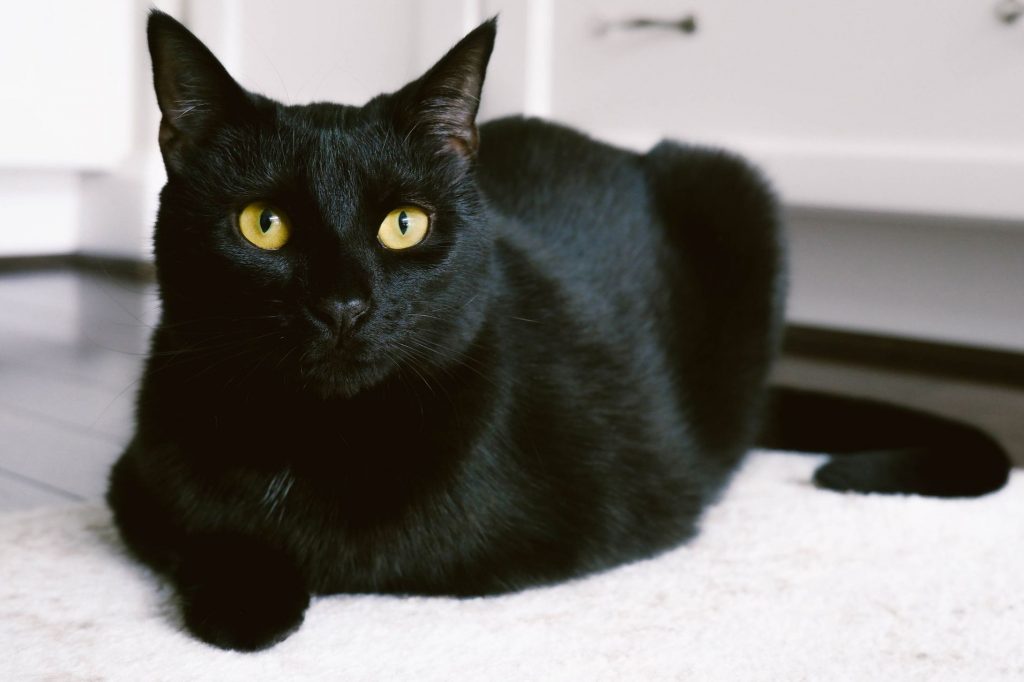 Kucing bombay (Foto: The Spruce Pets)