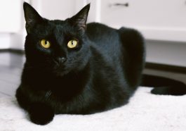 Kucing bombay (Foto: The Spruce Pets)