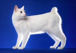 Kucing Japanese bobtail (Foto: iStock)