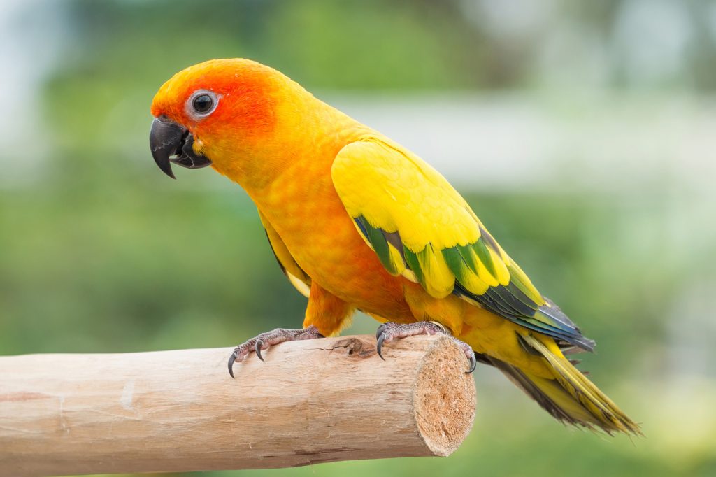 Burung sun conure (Foto: LoveToKnow Pets)
