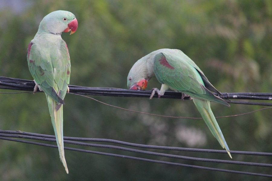 Burung ringneck (Foto: Pixabay)