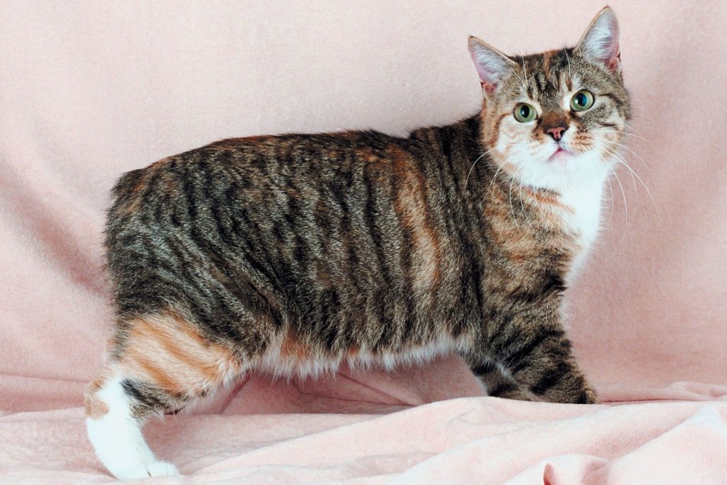 Kucing manx (Foto: The Spruce Pets)