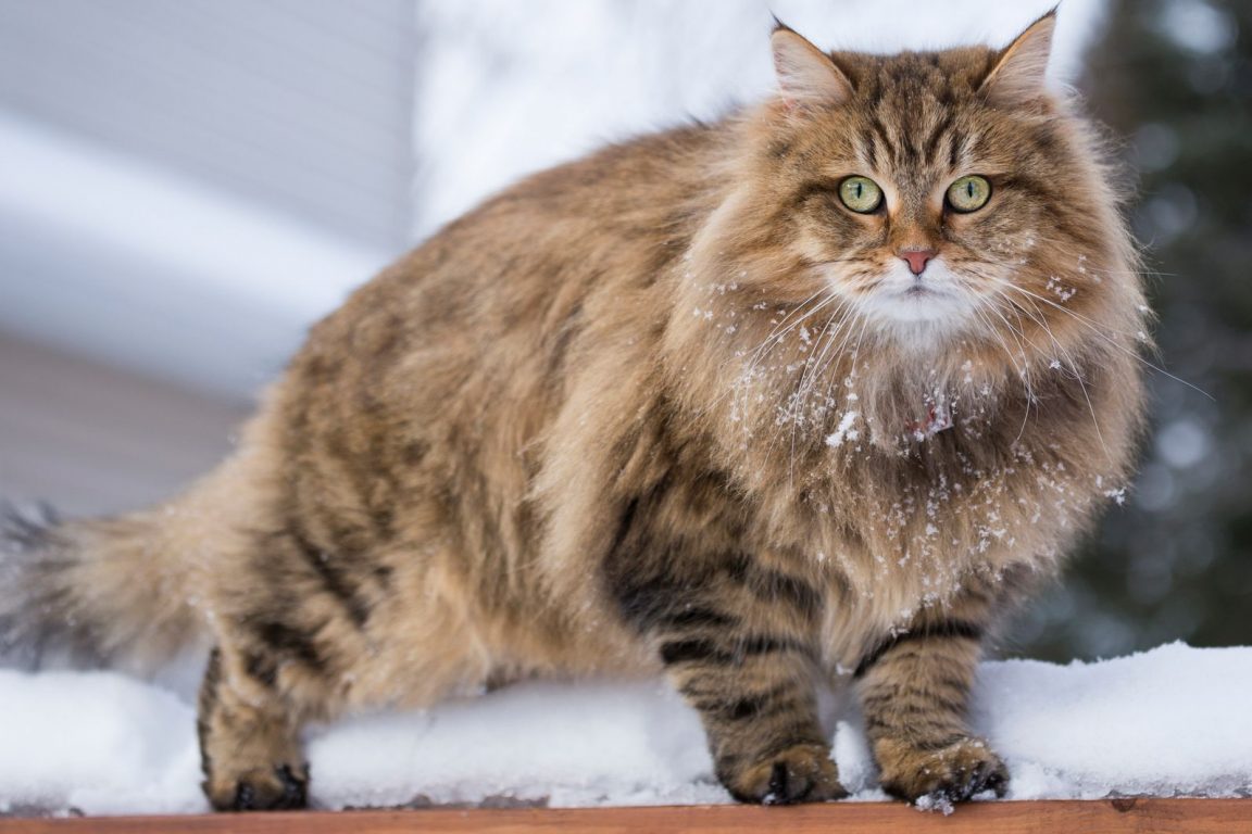 Kucing siberia (Foto: The Spruce Pets)