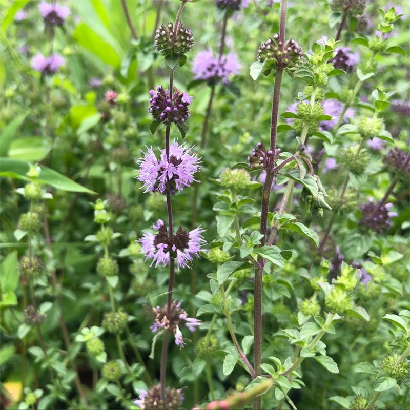 Pennyroyal (Foto: Mayernik Kitchen)