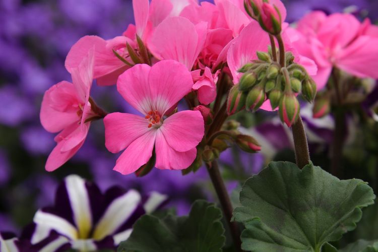 Geranium (Foto: Kompas)