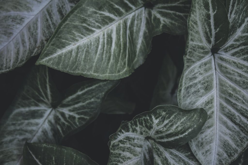Caladium (Foto: Pexels/suriya.nathan)