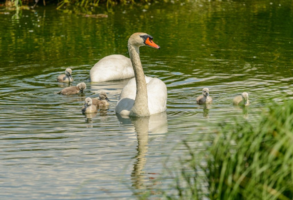 Angsa (Foto: Pexels/Petr Ganaj)