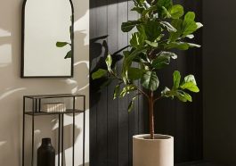 Tanaman ara biola (Foto: Pinterest)