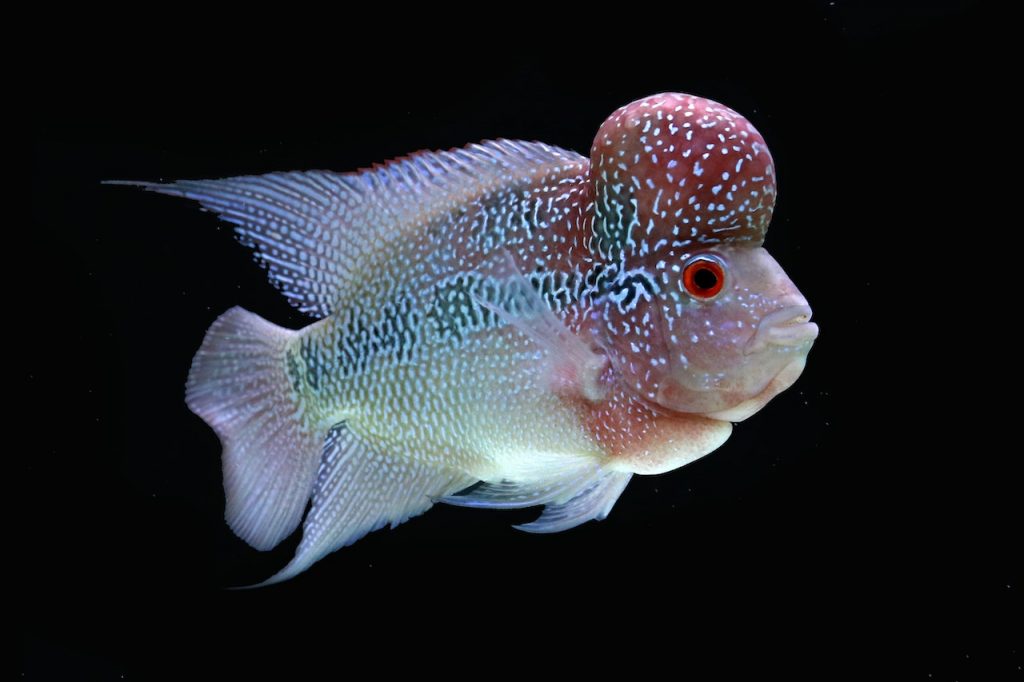 Ikan louhan (Foto: Pexels/Jeffry Surianto)