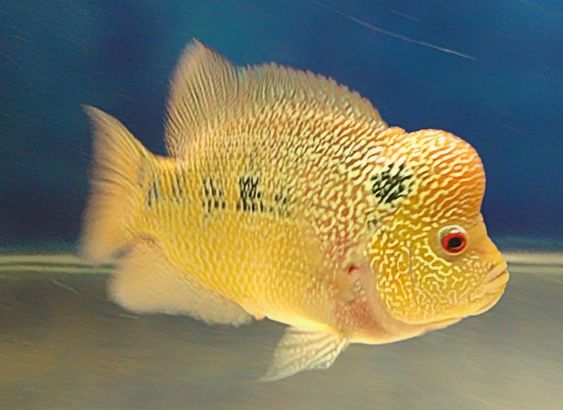 Ikan louhan (Foto: Pinterest)