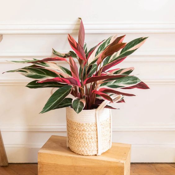 Calathea triostar (Foto: Pinterest)