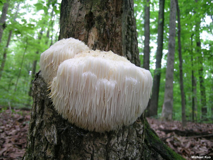 Jarum surai singa atau Hericium erinaceus (Foto: MushroomExpert.Com)