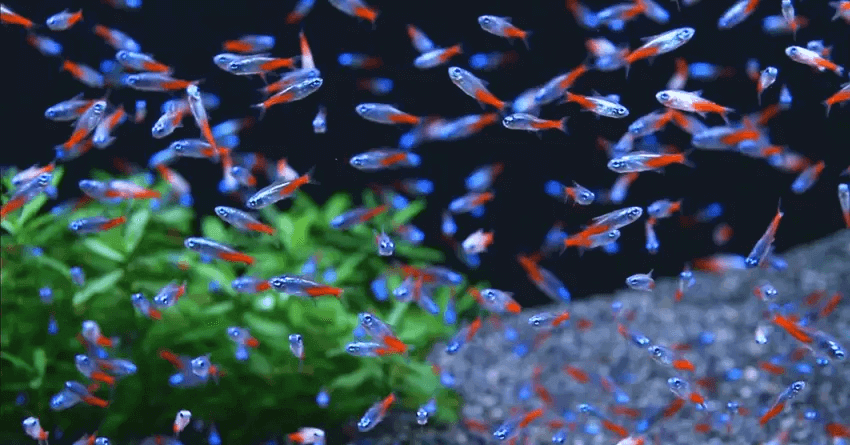 Ikan neon tetra (Foto: ikanhias.ID)