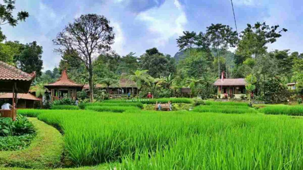 Sawah Segar, Sentul (Foto: ruber.id)