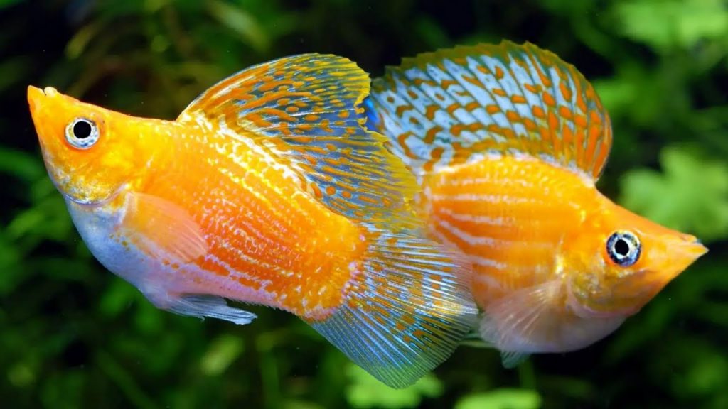 Ikan molly (Foto: YouTube)