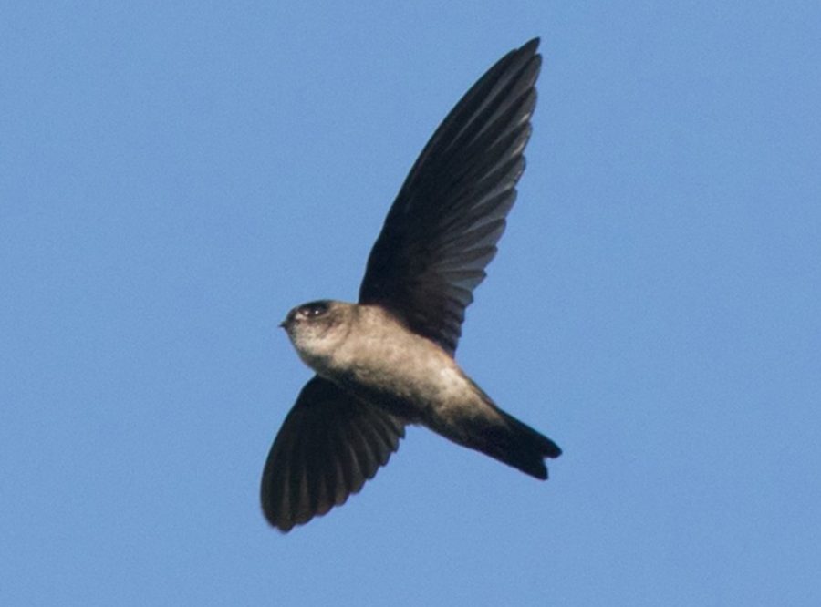 Collocalia Esculenta atau burung sriti (Foto: eBird)