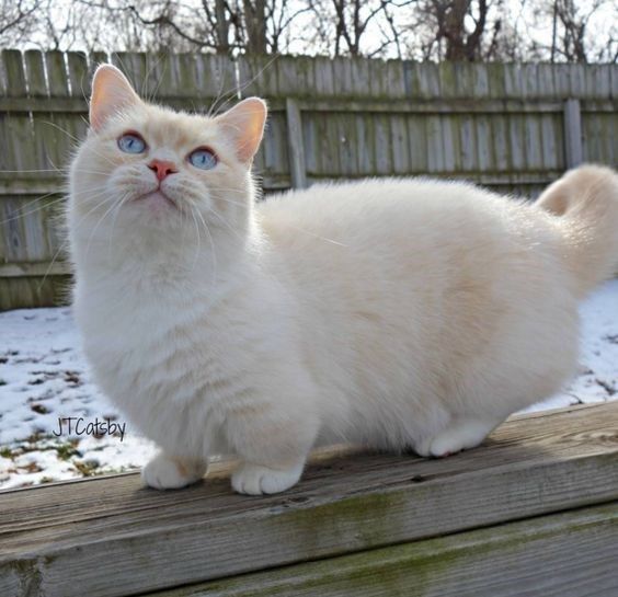 Kucing munchkin (Foto: Pinterest)