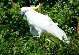 Burung kakatua. Foto: Pixabay