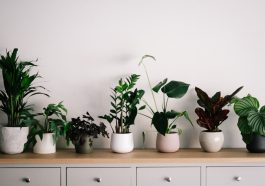 Tumbuhan ternyata memiliki kemampuan mendengar suara.