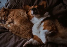 Anjing dan kucing tidak selalu bermusuhan.