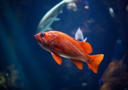 Manfaat bau amis ikan laut.