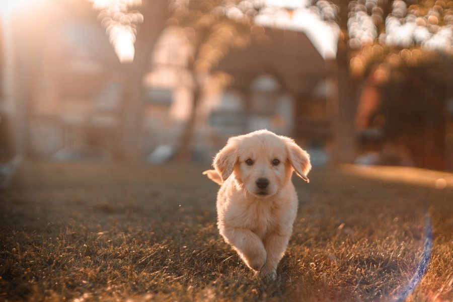 Anjing bisa terkena demensia atau penyakit kehilangan memori dan kemampuan kognitif.