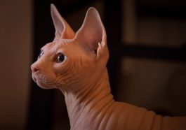 Alasan mengapa kucing Sphynx tidak memiliki bulu.