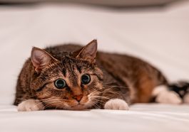 Kualitas hidup kucing akan meningkat jika lebih sering diajak bermain.