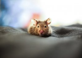 Tikus bisa mengungkap sejarah manusia.