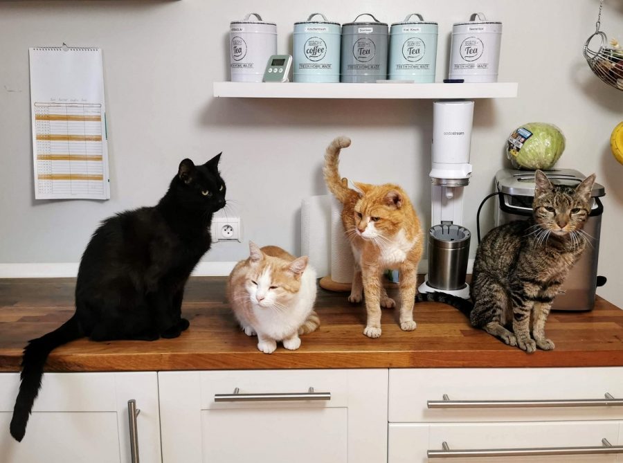 Membedakan kucing yang tengah bermain dengan yang berkelahi.