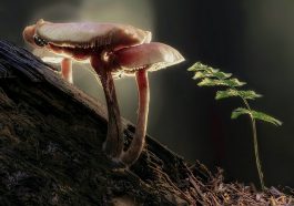 Jamur bisa ubah plastik menjadi komponen bahan pembuat obat.