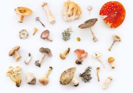 Jamur bisa membantu meningkatkan daya ingat.