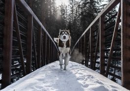 Alasan beberapa jenis anjing gemar melolong.