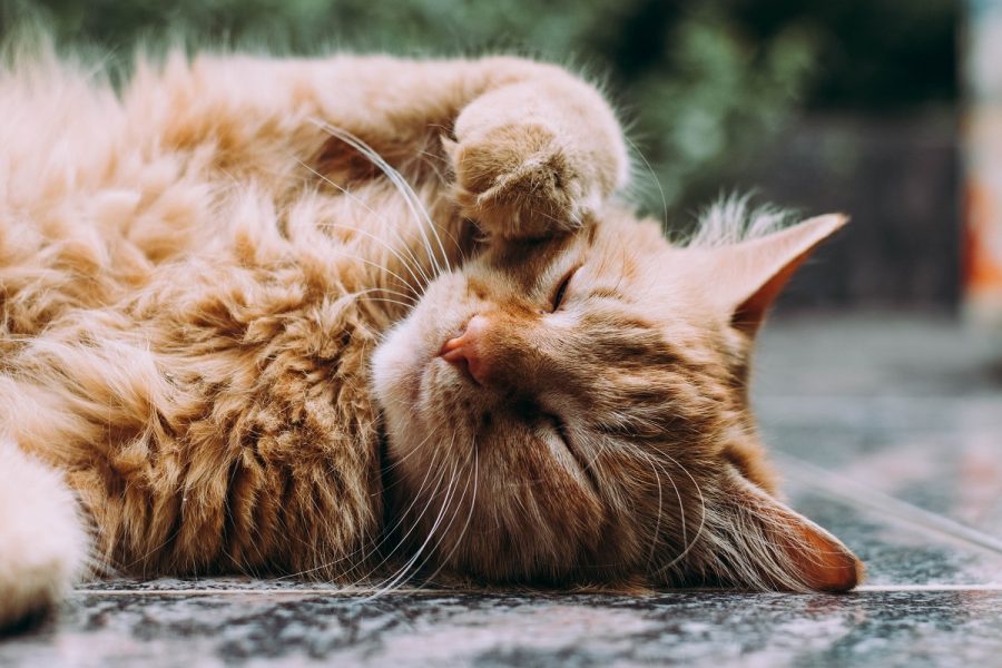 Manfaat tersembunyi dari memelihara kucing.