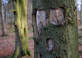 Pareidolia, fenomena melihat wajah manusia pada benda mati.