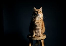 Kucing dianggap bisa memprediksi cuaca, benarkah?