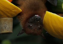 Ilmuan temukan cara untuk cegah pandemi di masa depan