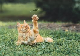 Abyssinian, ras kucing plaing cerdas di dunia.