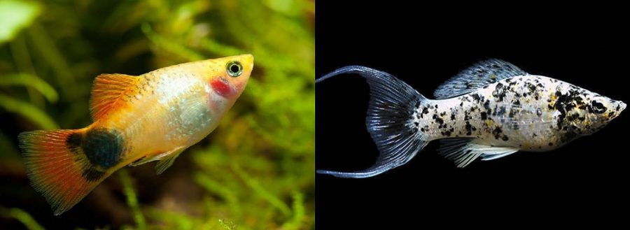 Ikan plety VS ikan molly