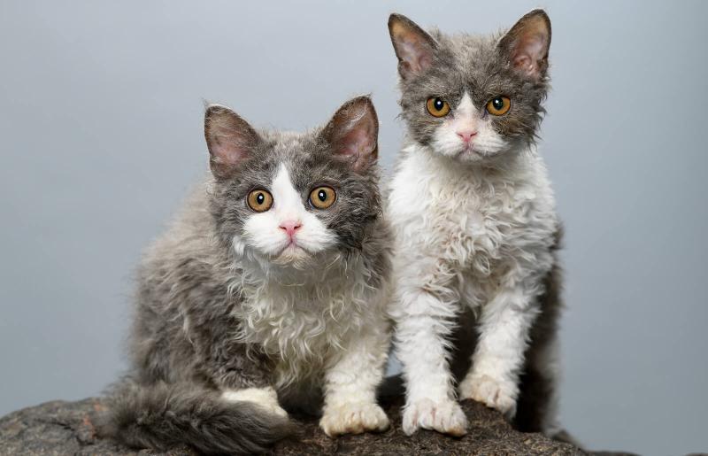 Kucing selkirk rex (Foto: LoveToKnow Pets)