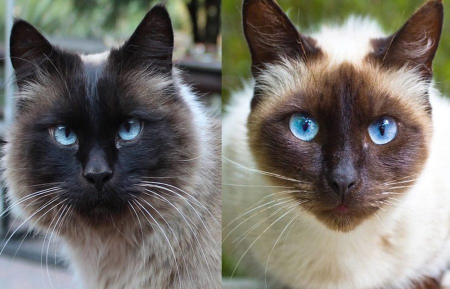 Kucing Bali VS Kucing siam (Foto: Excited Cat)