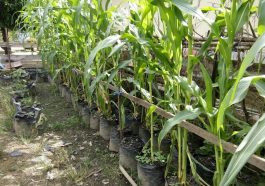 Cara menanam jagung di polybag (Foto: Web Lim Corporation)