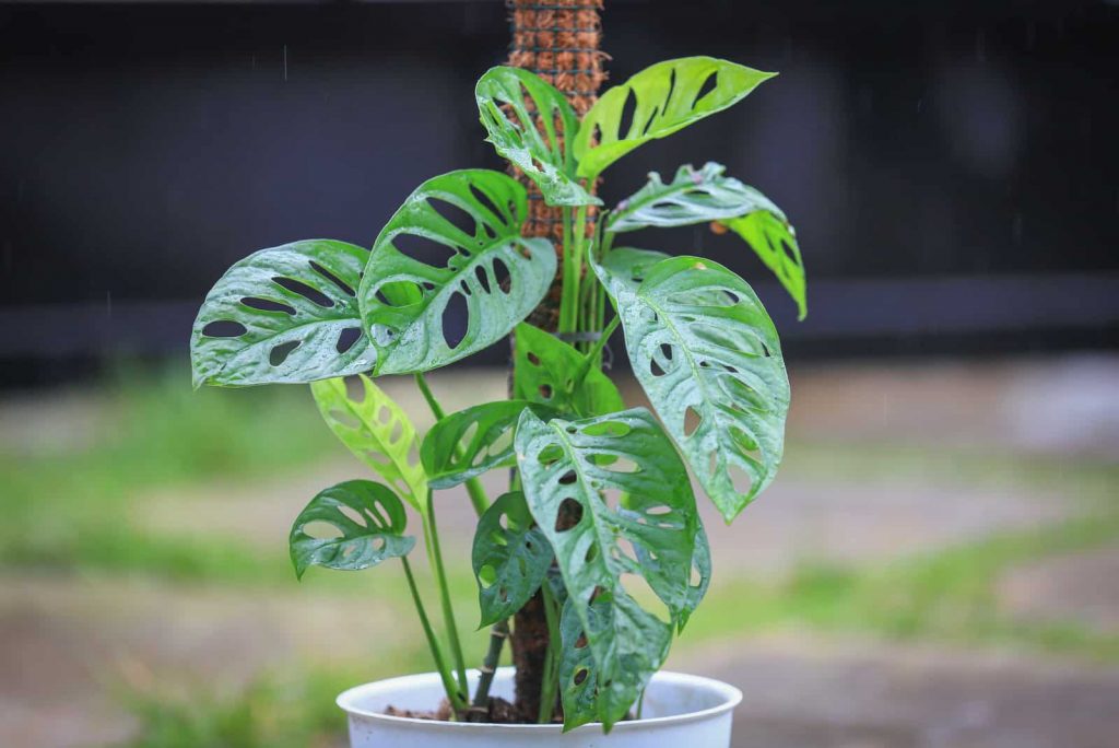 Monstera acuminata (Foto: Positive Blooms)