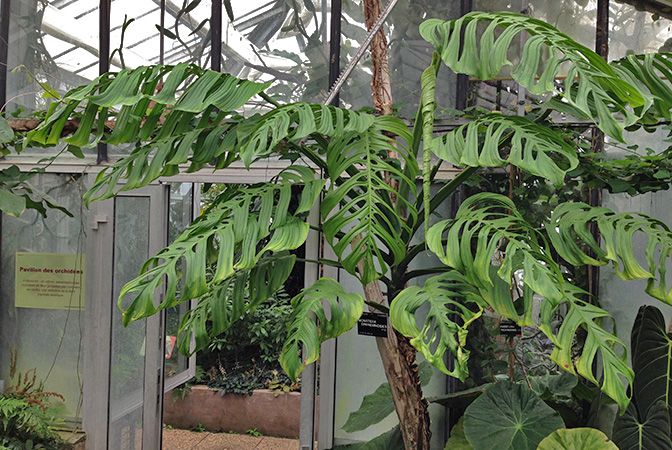 Monstera epipremnoides (Foto: Pinterest)