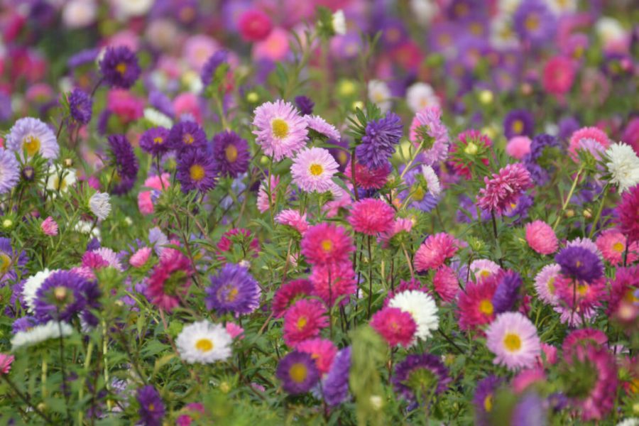Bunga aster (Foto: Plantura)