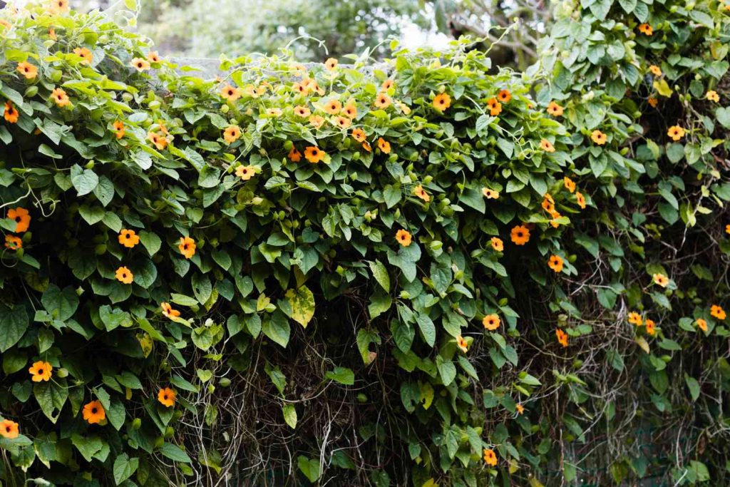 Bunga thunbergia (Foto: The Spruce)