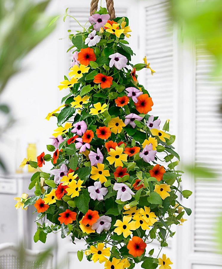 Ragam warna bunga thunbergia (Foto: Pinterest)